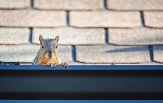 Pests-That-May-Be-Living-in-Your-Gutters